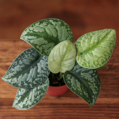  Scindapsus Pictus ‘Exotica’
