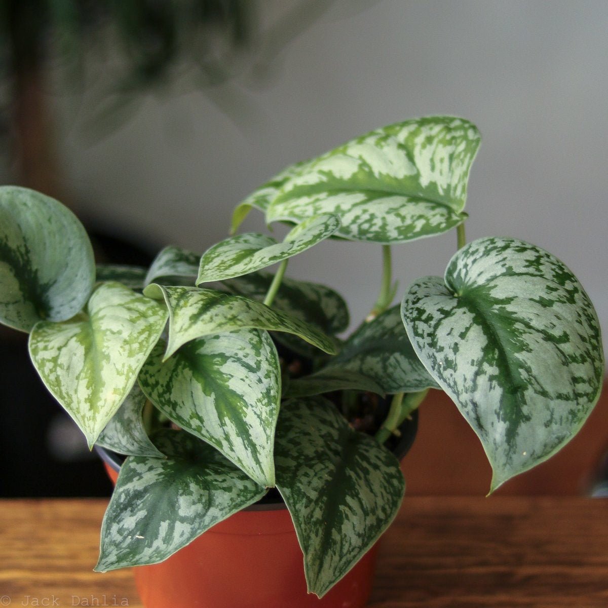 Scindapsus Pictus ‘Exotica’