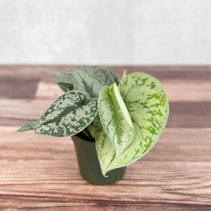  Scindapsus Pictus ‘Exotica’