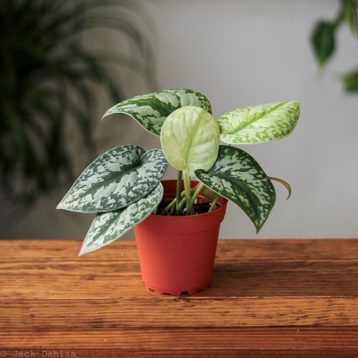  Scindapsus Pictus ‘Exotica’