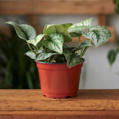  Scindapsus Pictus ‘Exotica’