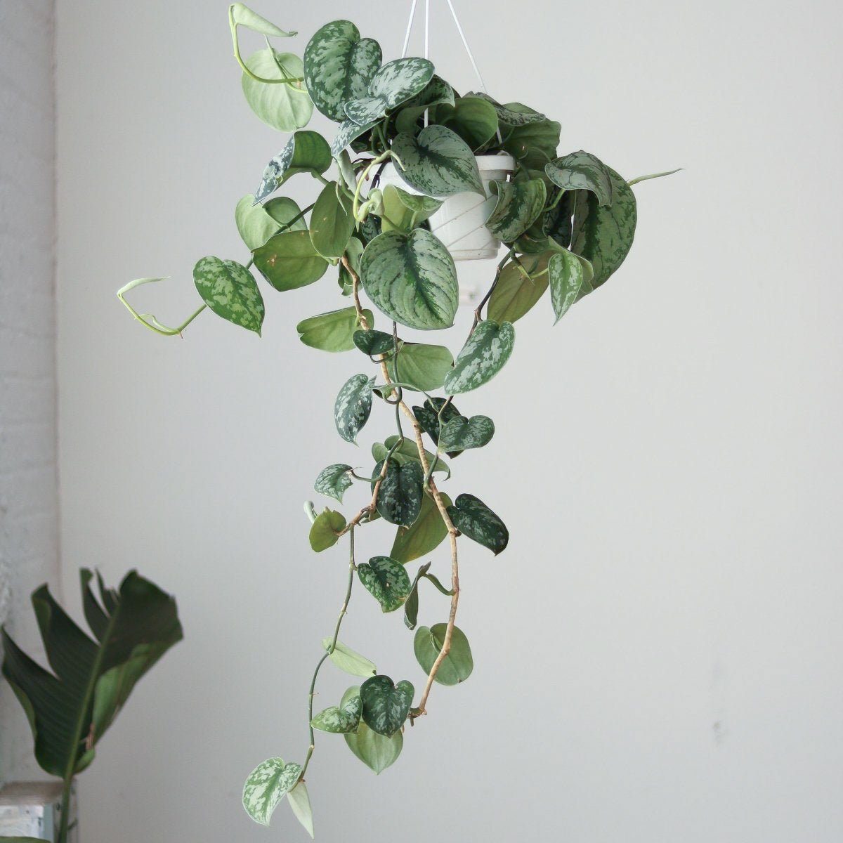  Scindapsus Pictus ‘Exotica’ Hanging Basket
