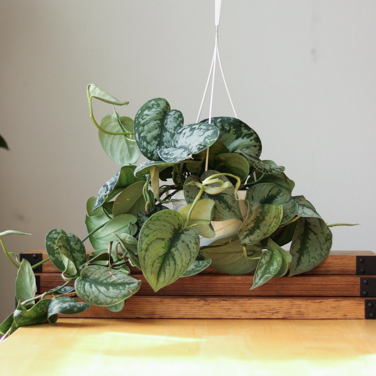 Scindapsus Pictus ‘Exotica’ Hanging Basket