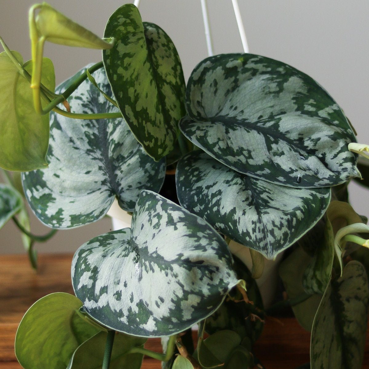  Scindapsus Pictus ‘Exotica’ Hanging Basket