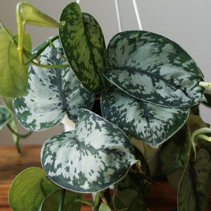  Scindapsus Pictus ‘Exotica’ Hanging Basket