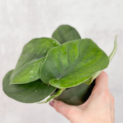  Scindapsus Pictus ‘Jade’ - Green Scindapsus