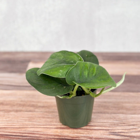 Scindapsus Pictus ‘Jade’ - Green Scindapsus