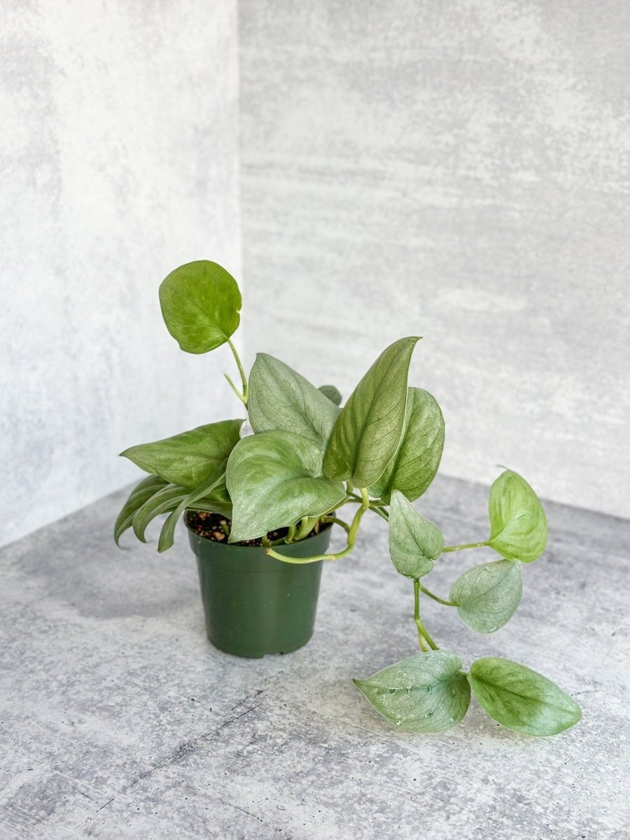  Scindapsus Pictus 'Silver Hero'