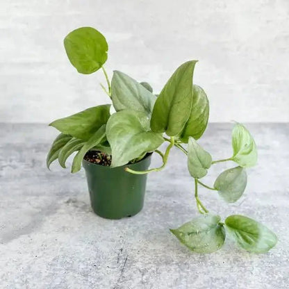  Scindapsus Pictus 'Silver Hero'