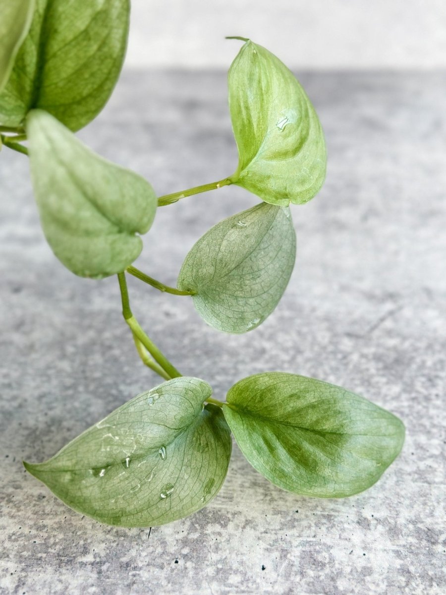  Scindapsus Pictus 'Silver Hero'