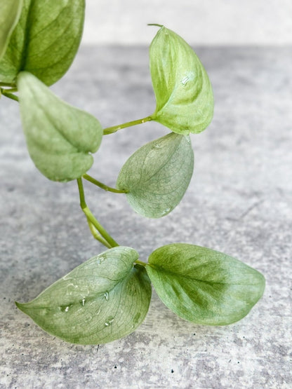  Scindapsus Pictus 'Silver Hero'