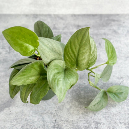  Scindapsus Pictus 'Silver Hero'