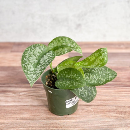  Scindapsus Pictus 'Silver Splash'