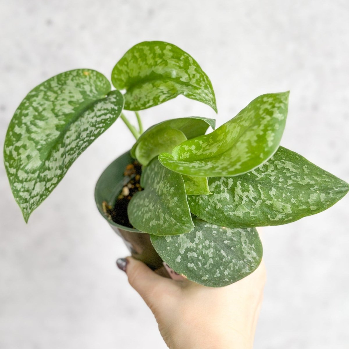  Scindapsus Pictus 'Silver Splash'