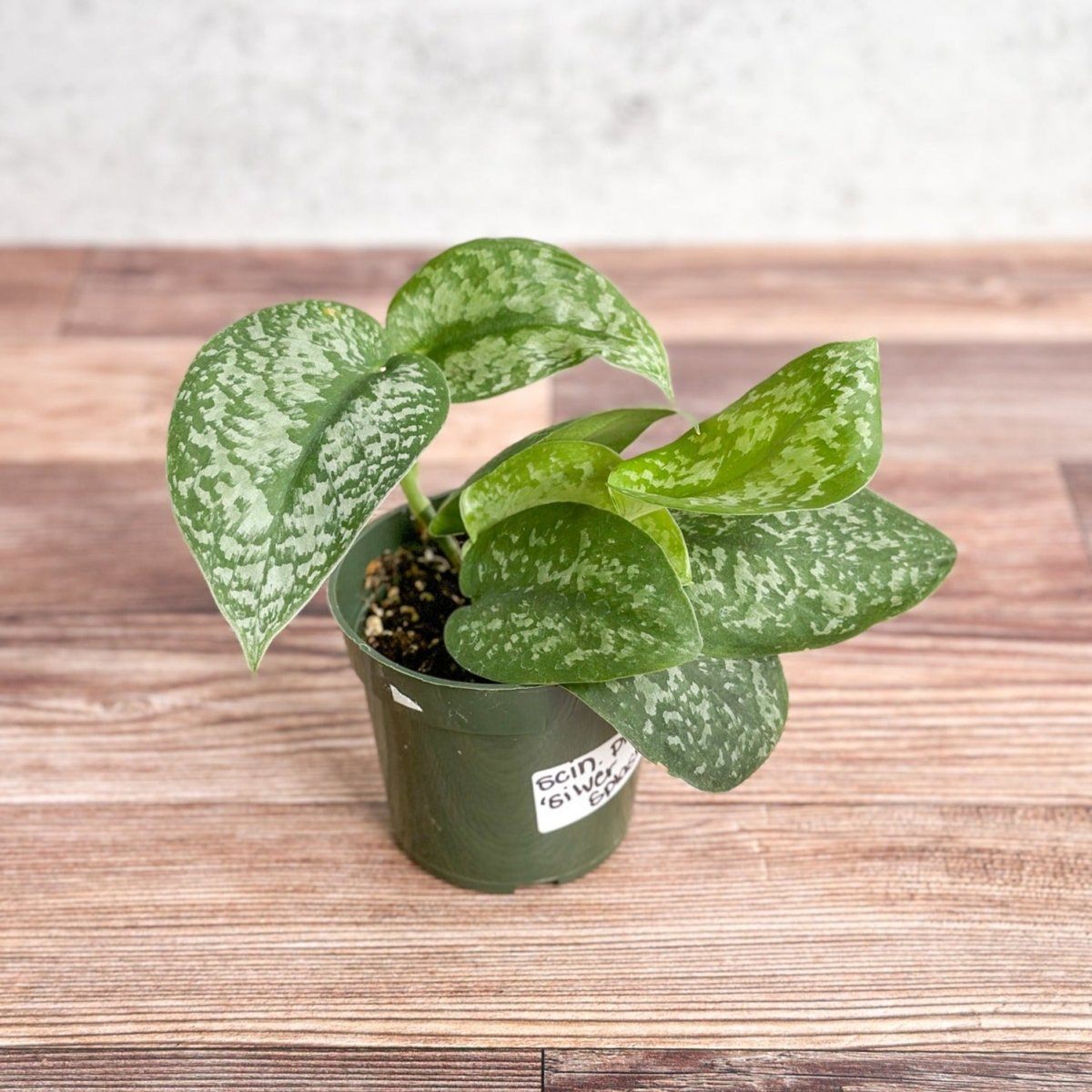  Scindapsus Pictus 'Silver Splash'