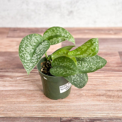  Scindapsus Pictus 'Silver Splash'