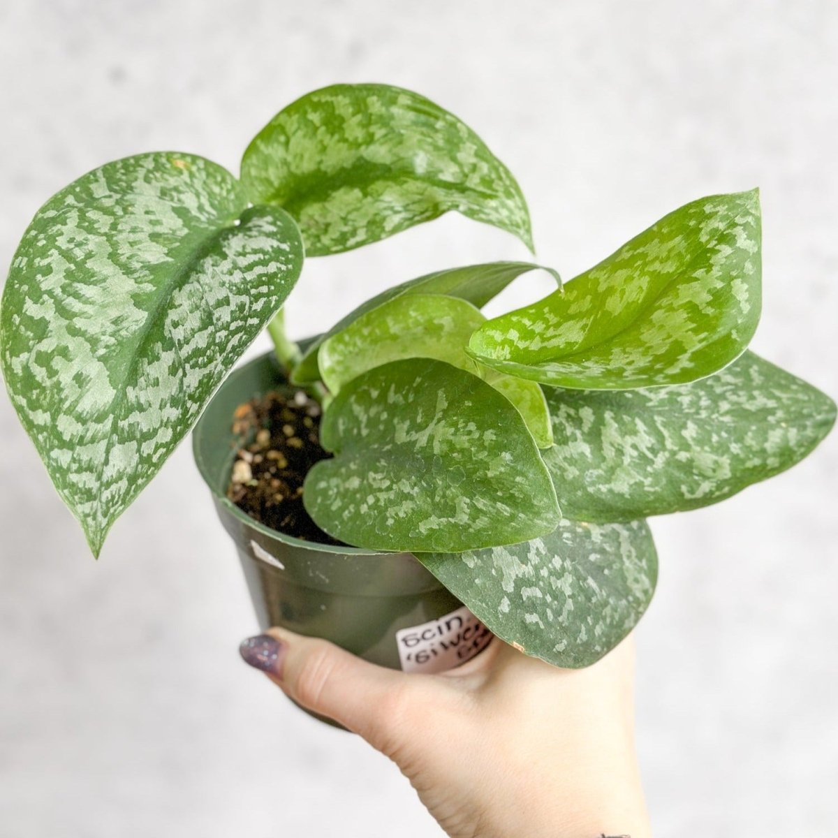  Scindapsus Pictus 'Silver Splash'