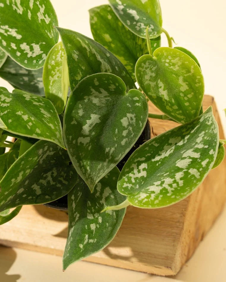  Scindapsus Pictus ‘Silvery Anne’ - Silver Pothos