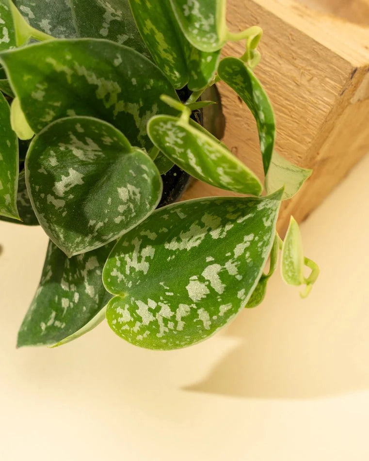  Scindapsus Pictus ‘Silvery Anne’ - Silver Pothos