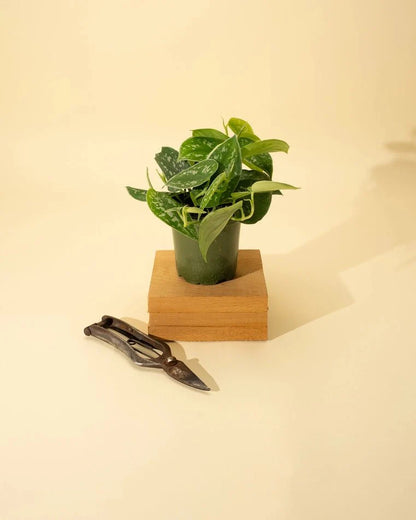  Scindapsus Pictus ‘Silvery Anne’ - Silver Pothos