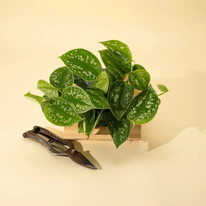  Scindapsus Pictus ‘Silvery Anne’ - Silver Pothos