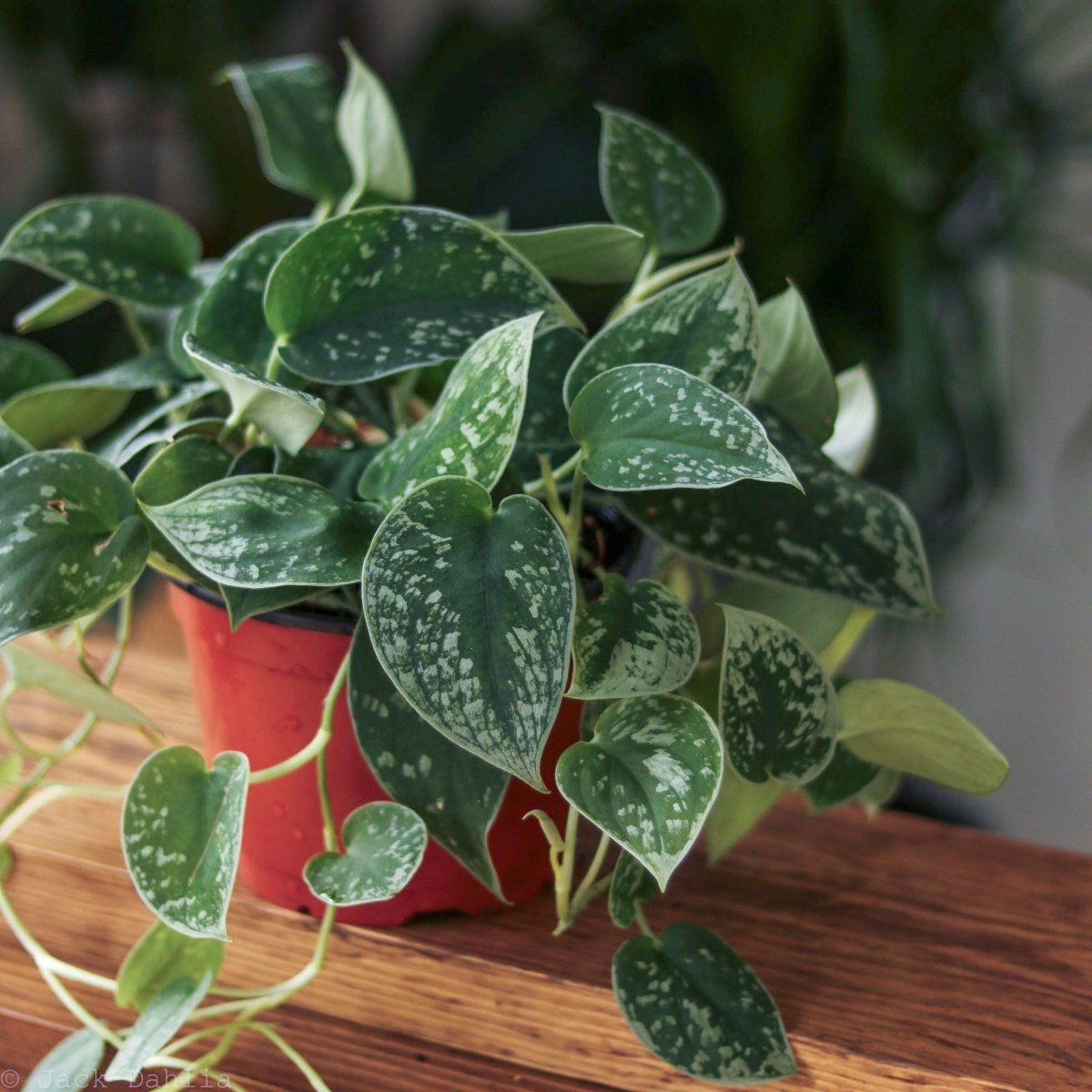  Scindapsus Pictus ‘Silvery Anne’ - Silver Pothos