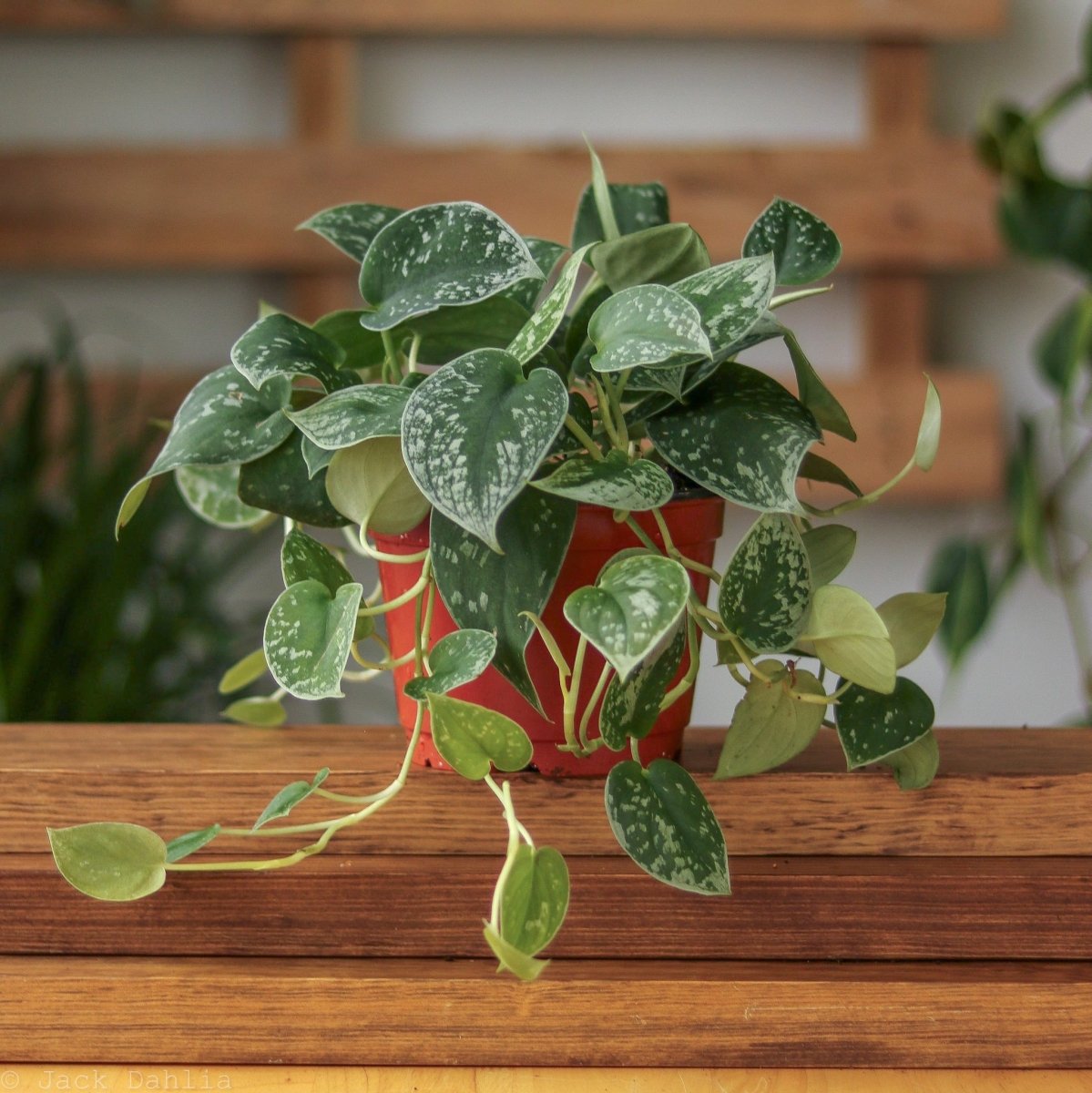  Scindapsus Pictus ‘Silvery Anne’ - Silver Pothos