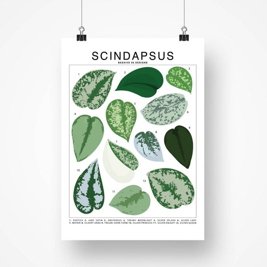  Scindapsus Species ID Chart - Botanical Houseplant Art Print