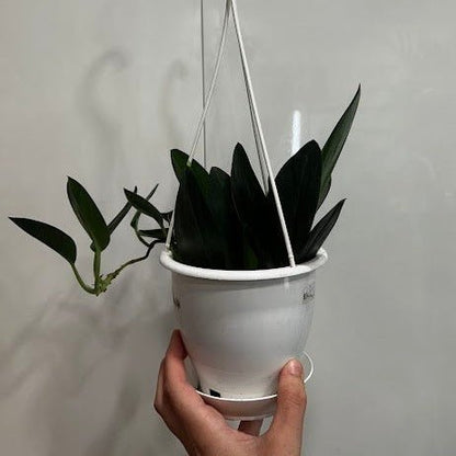  Scindapsus Treubii 'Dark Form' - Various Sizes