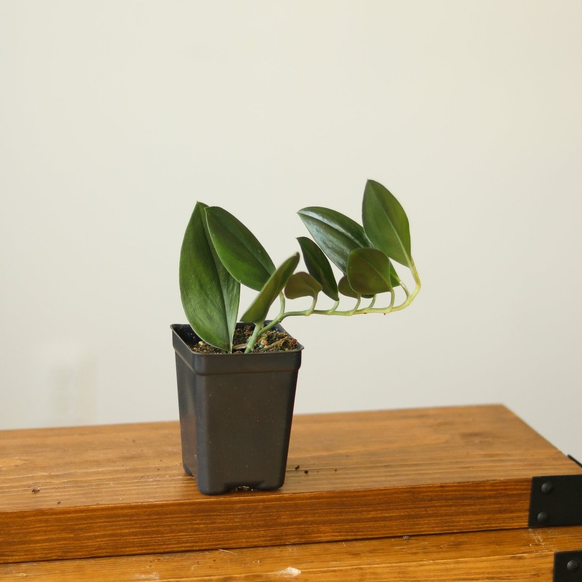  Scindapsus Treubii 'Dark Form' - Various Sizes