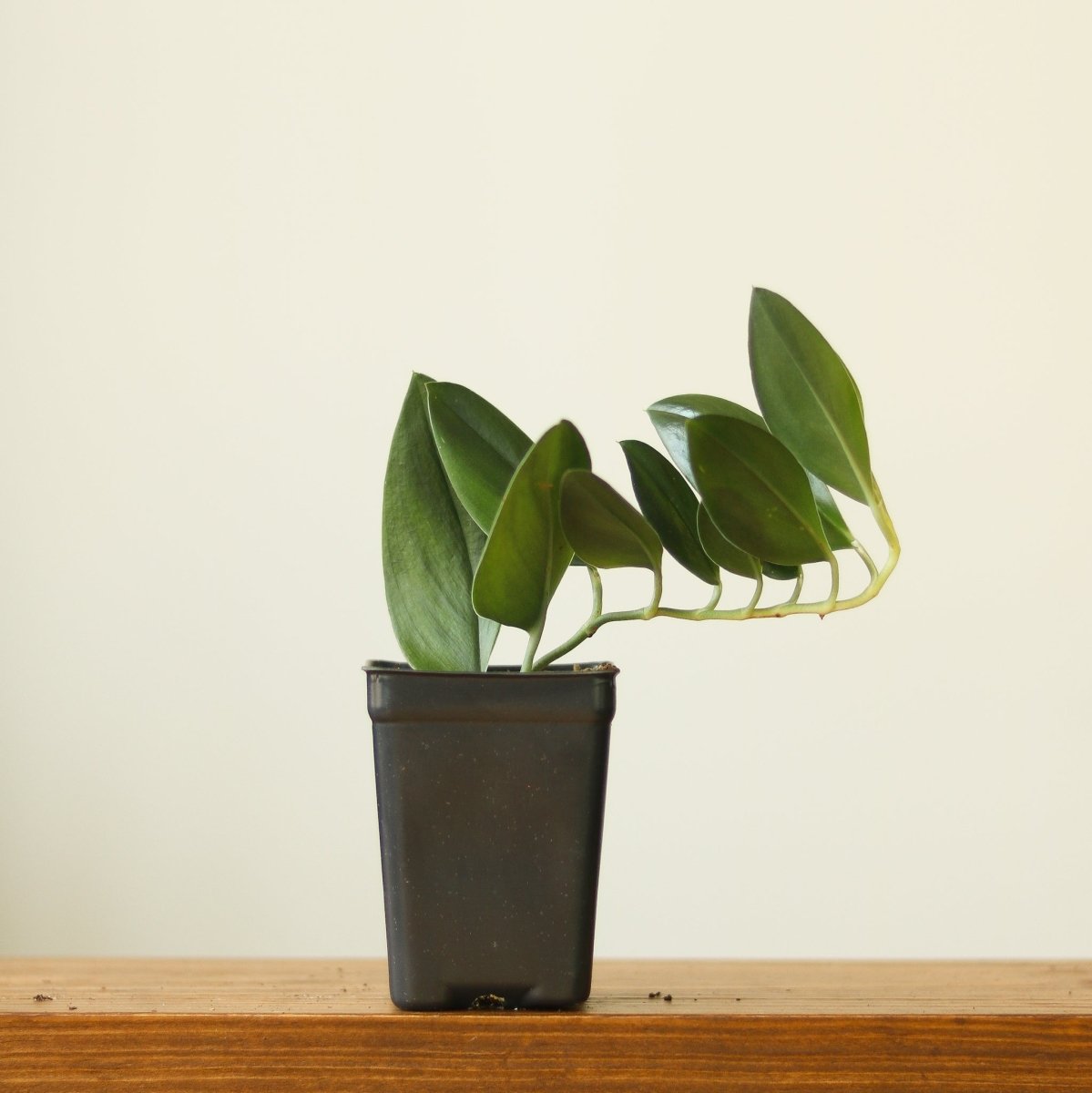  Scindapsus Treubii 'Dark Form' - Various Sizes