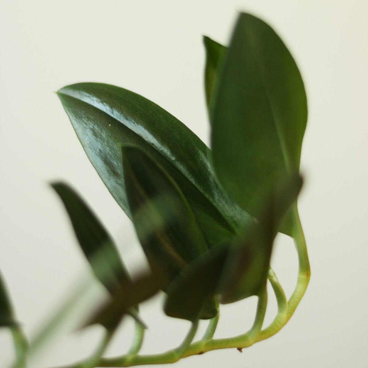  Scindapsus Treubii 'Dark Form' - Various Sizes