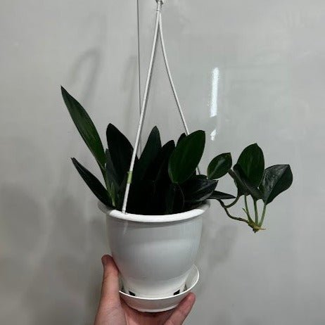  Scindapsus Treubii 'Dark Form' - Various Sizes