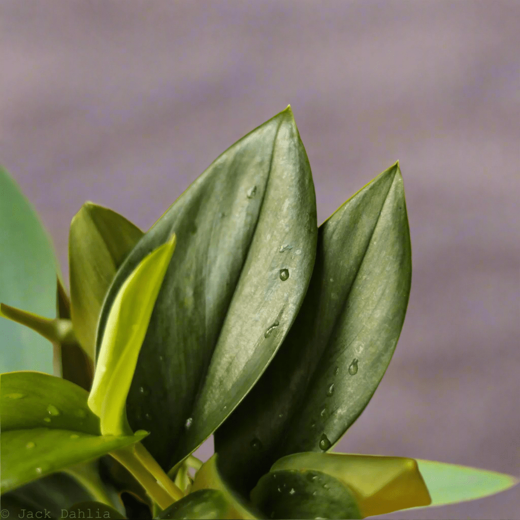  Scindapsus Treubii 'Moonlight' - Silver Scindapsus