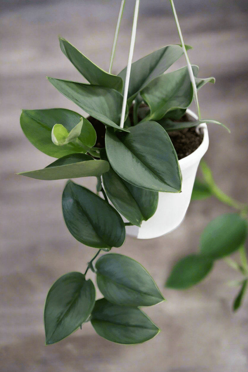  Scindapsus Treubii 'Moonlight' - Silver Scindapsus