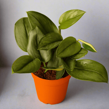  Scindapsus Treubii 'Moonlight' - Silver Scindapsus