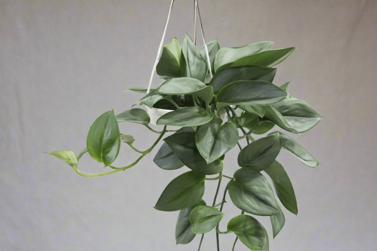  Scindapsus Treubii 'Moonlight' - Silver Scindapsus