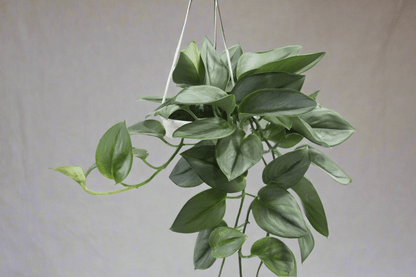  Scindapsus Treubii 'Moonlight' - Silver Scindapsus