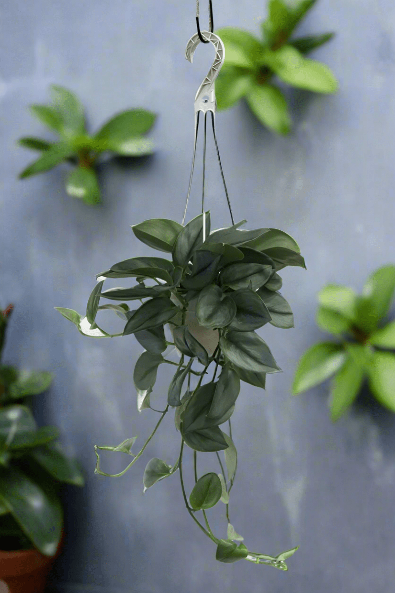  Scindapsus Treubii 'Moonlight' - Silver Scindapsus