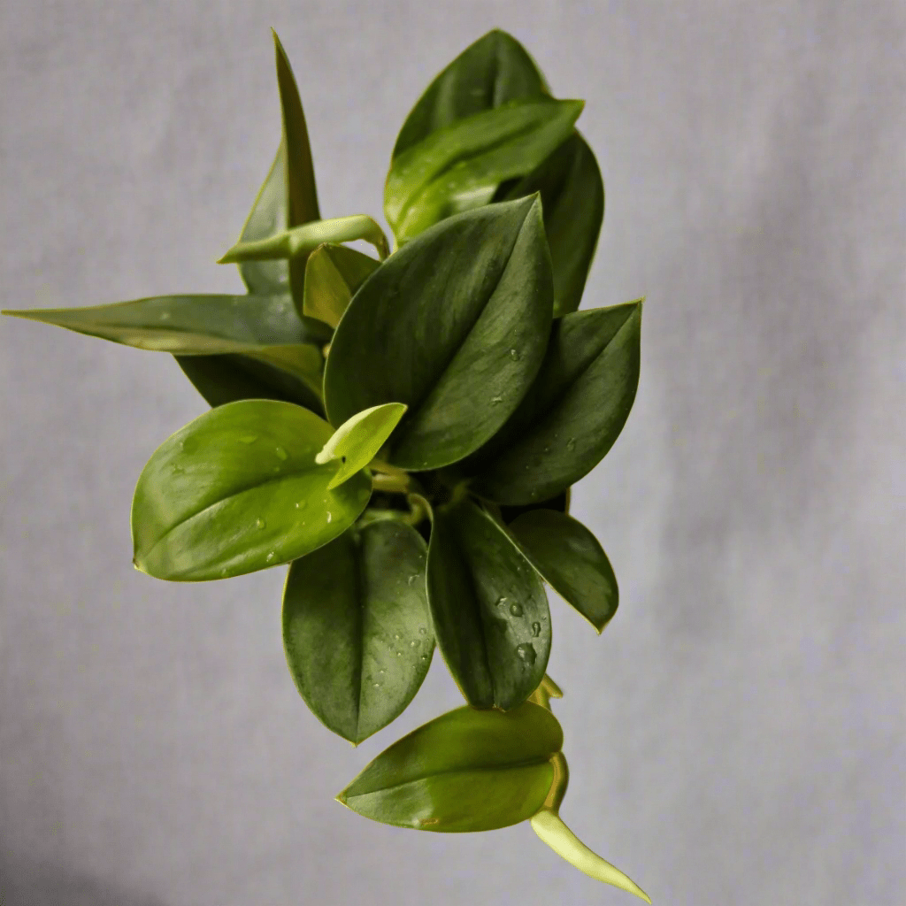  Scindapsus Treubii 'Moonlight' - Silver Scindapsus