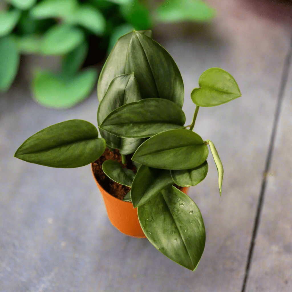  Scindapsus Treubii 'Moonlight' - Silver Scindapsus