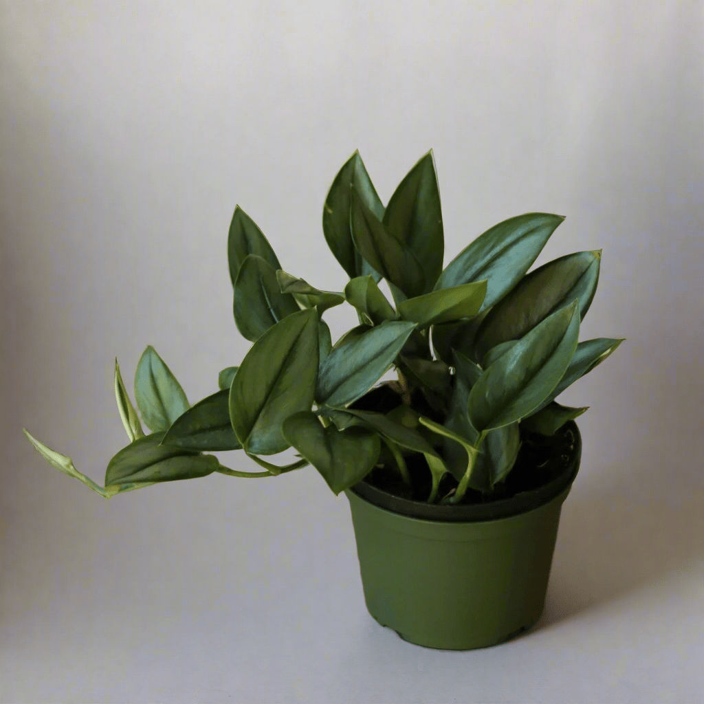  Scindapsus Treubii 'Moonlight' - Silver Scindapsus