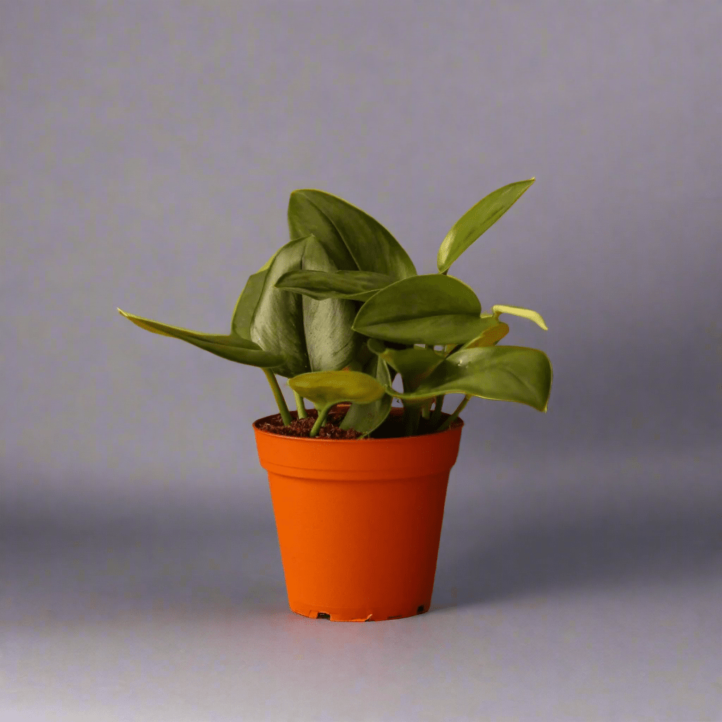  Scindapsus Treubii 'Moonlight' - Silver Scindapsus