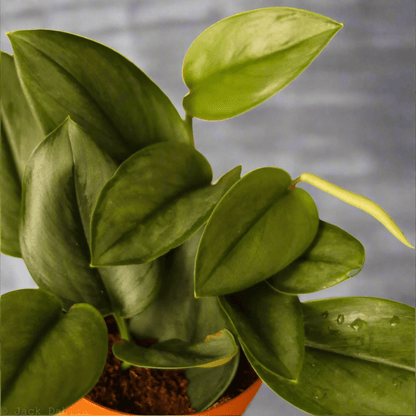  Scindapsus Treubii 'Moonlight' - Silver Scindapsus