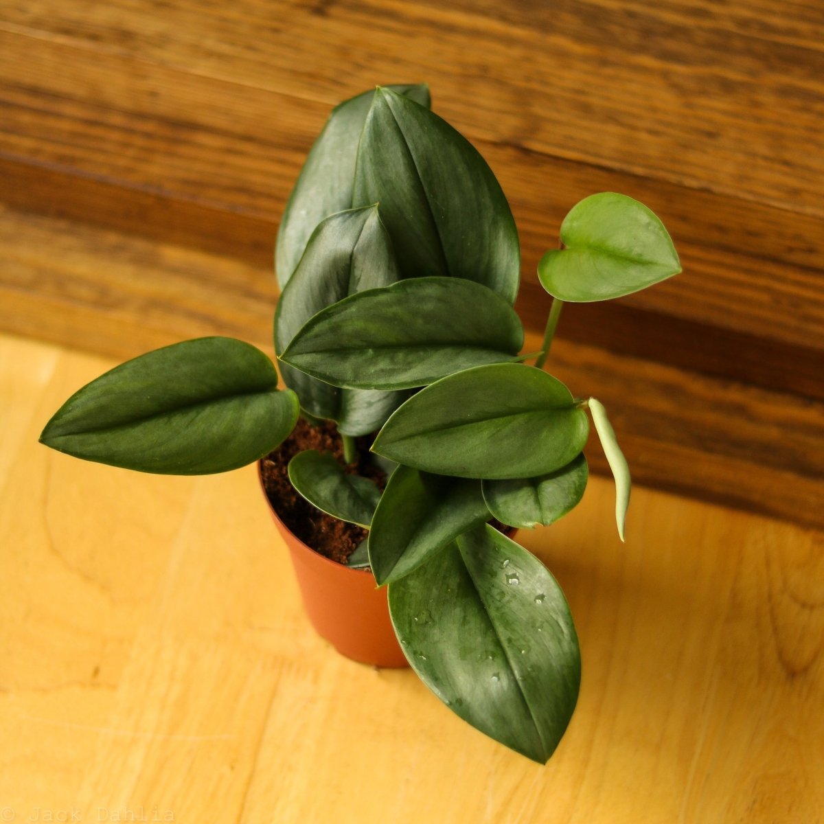  Scindapsus Treubii 'Moonlight' - Silver Scindapsus
