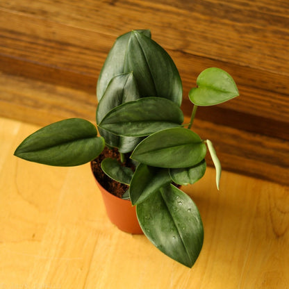  Scindapsus Treubii 'Moonlight' - Silver Scindapsus