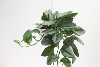  Scindapsus Treubii 'Moonlight' - Silver Scindapsus