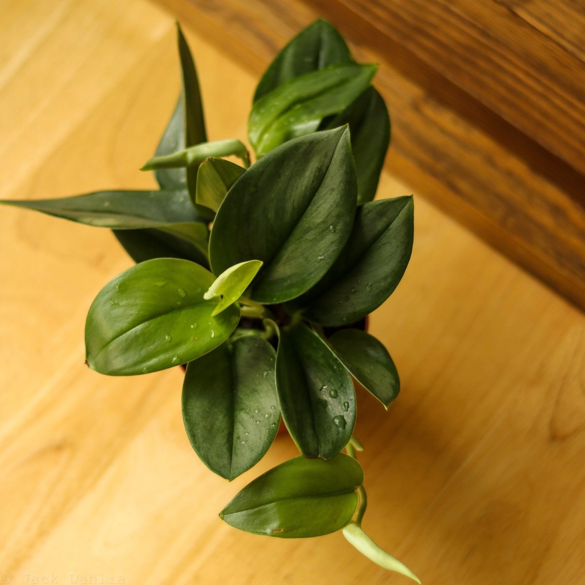  Scindapsus Treubii 'Moonlight' - Silver Scindapsus
