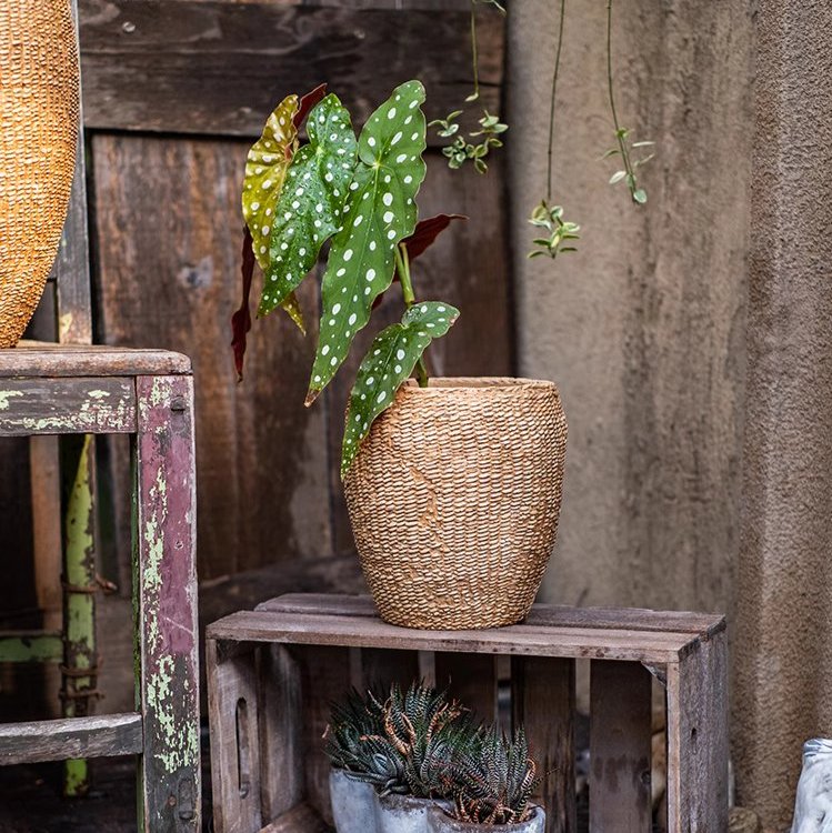  Seagrass Style Cement Planter