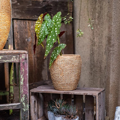  Seagrass Style Cement Planter